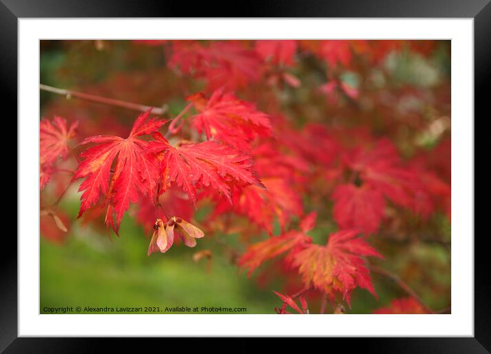 Autumn Red Framed Mounted Print by Alexandra Lavizzari