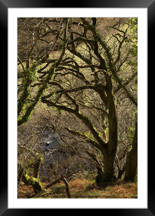 Exmoor Trees Framed Mounted Print by Alexandra Lavizzari