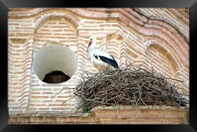 Nesting Stork  Framed Print by Alexandra Lavizzari