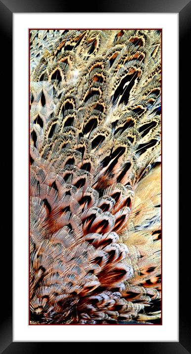 Feather Abstract Framed Mounted Print by Alexandra Lavizzari