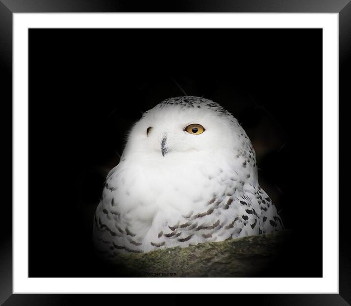 Fluffy Snowy Owl  Framed Mounted Print by Alexandra Lavizzari