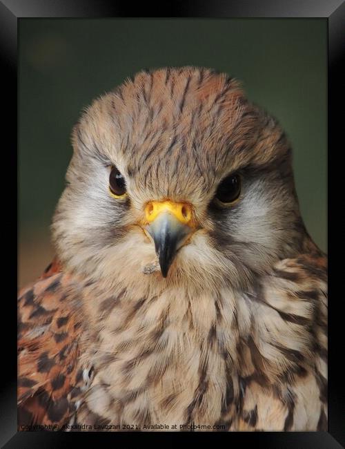 Portrait Of A Kestrel Framed Print by Alexandra Lavizzari