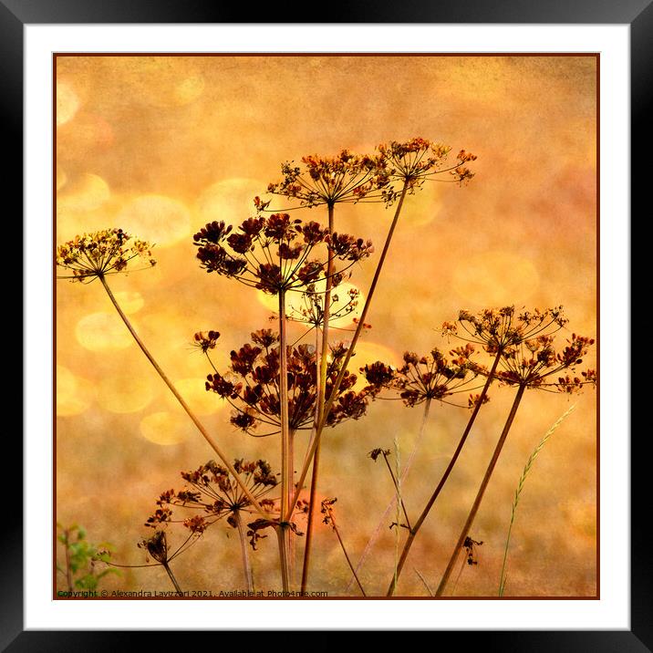 Dancing In The Evening Sun  Framed Mounted Print by Alexandra Lavizzari