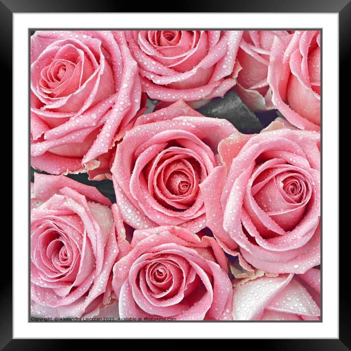 A Rose is a Rose is a Rose Framed Mounted Print by Alexandra Lavizzari