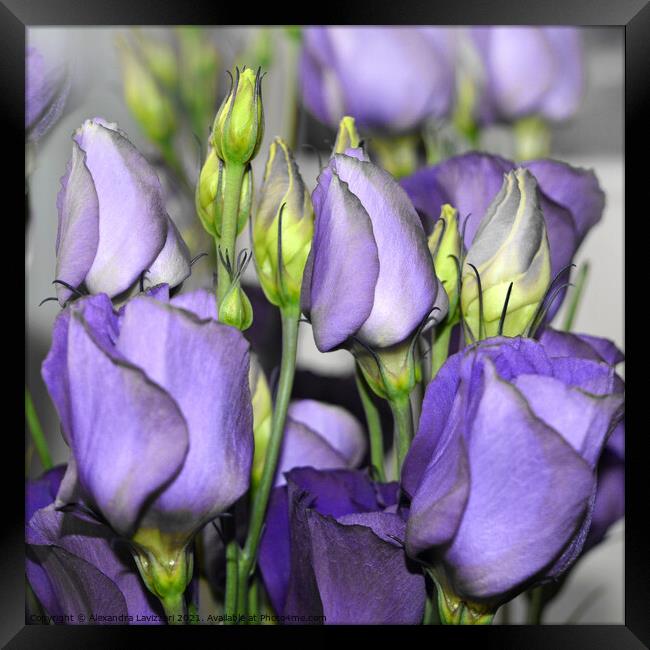 Purple Bouquet Framed Print by Alexandra Lavizzari
