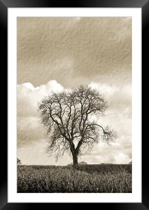 Tree Beauty Framed Mounted Print by Alexandra Lavizzari