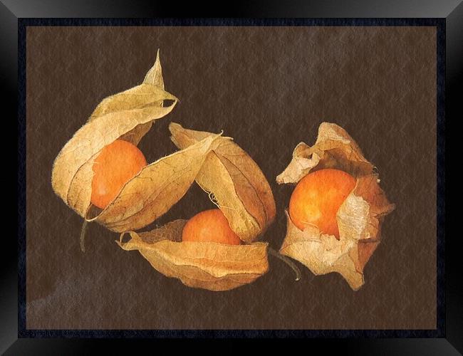 A Still Life With Physalis  Framed Print by Alexandra Lavizzari