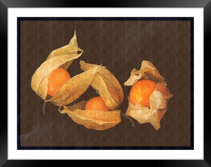 A Still Life With Physalis  Framed Mounted Print by Alexandra Lavizzari