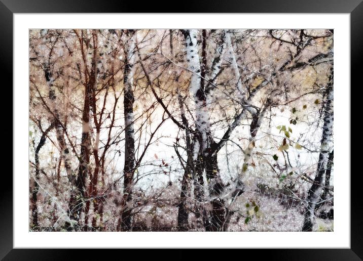 Birch Abstract Framed Mounted Print by Alexandra Lavizzari