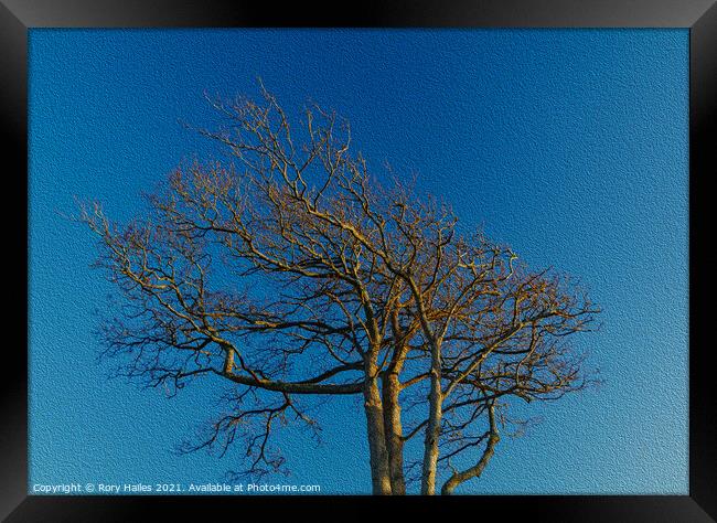 Tree blue sky Framed Print by Rory Hailes