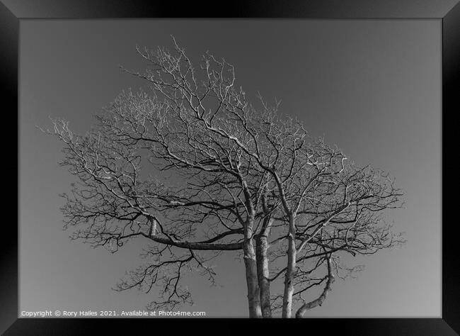 Tree against sky Framed Print by Rory Hailes