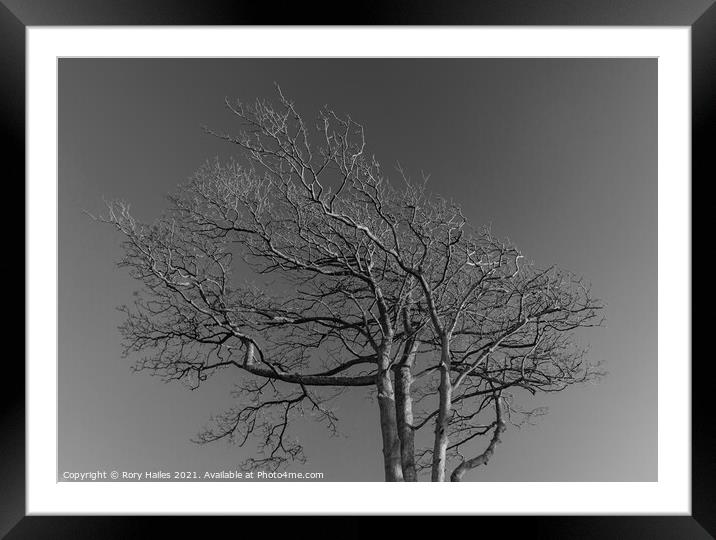 Tree against sky Framed Mounted Print by Rory Hailes