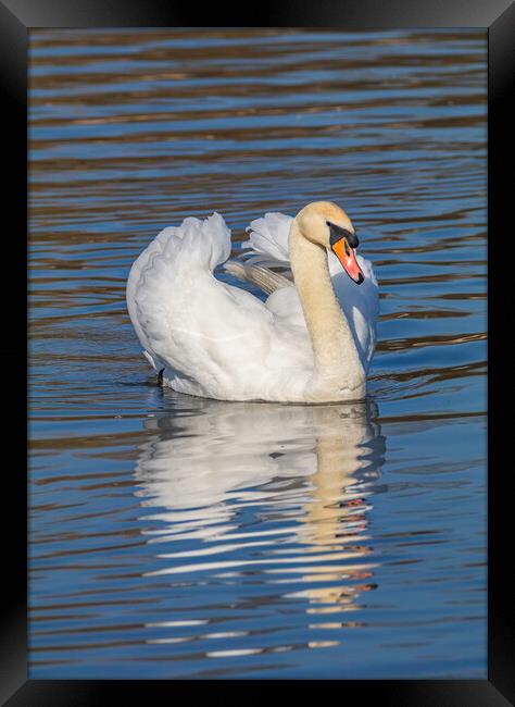 Swan watching you Framed Print by Rory Hailes