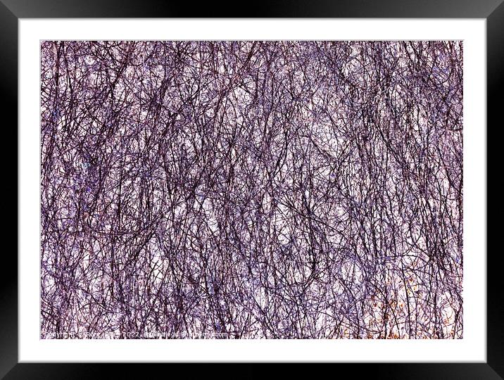 Branches Manipulated Framed Mounted Print by Rory Hailes
