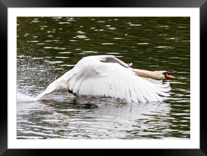 Swan in flight Framed Mounted Print by Rory Hailes