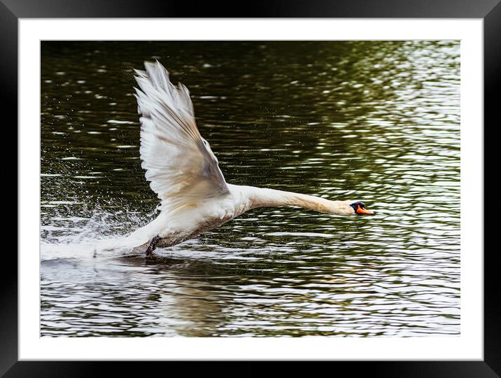 Swan inflight Framed Mounted Print by Rory Hailes