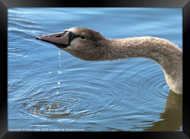 Teenage Gosling having a drink Framed Print by Rory Hailes