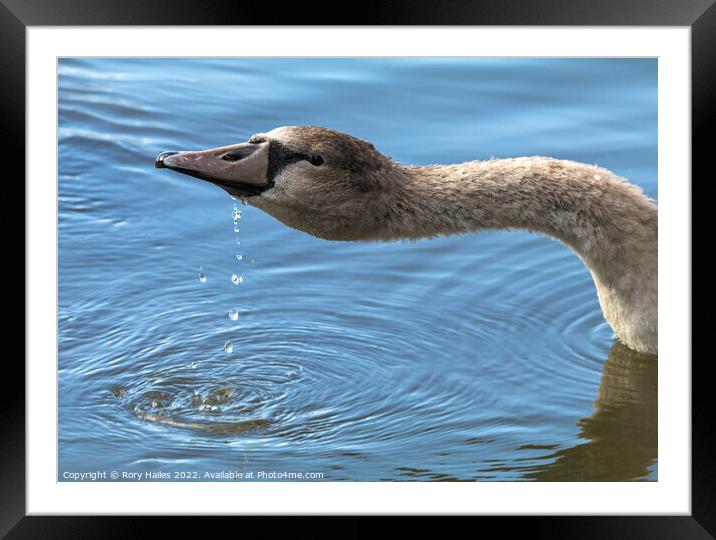 Teenage Gosling having a drink Framed Mounted Print by Rory Hailes