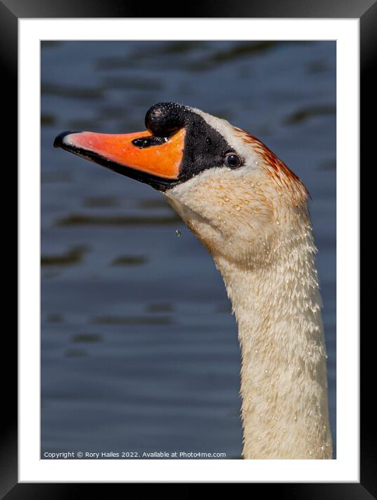 Swan I am watching you Framed Mounted Print by Rory Hailes