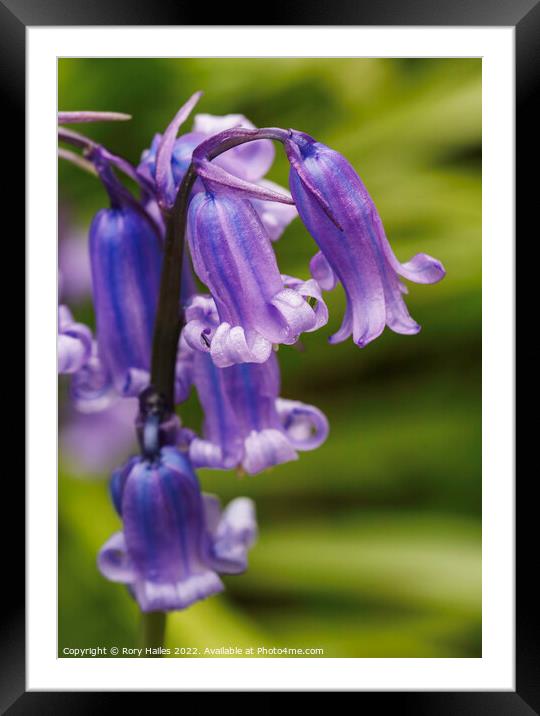 Blue Bells Framed Mounted Print by Rory Hailes
