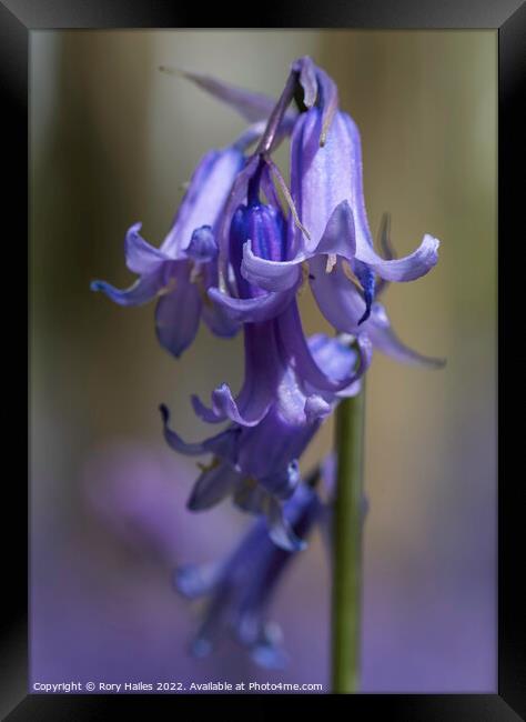 Blue bells in the woods Framed Print by Rory Hailes