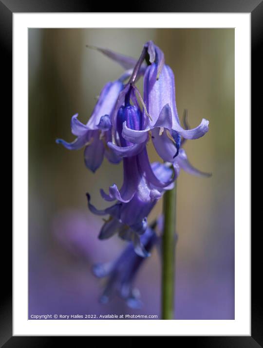 Blue bells in the woods Framed Mounted Print by Rory Hailes