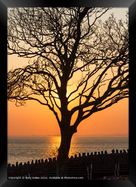 Tree in Silhouette Framed Print by Rory Hailes
