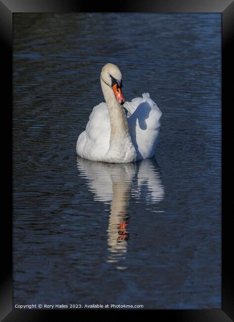 Adult Swan with reflection Framed Print by Rory Hailes