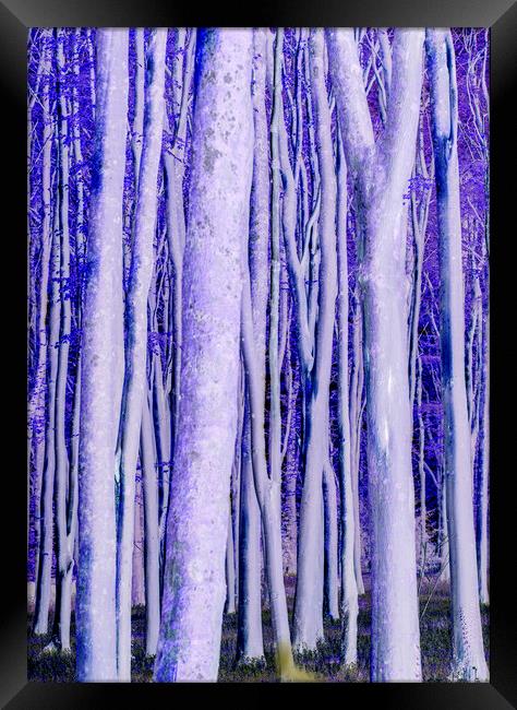 Trees catching the early morning sunlight digital manipulated with a bluish hue Framed Print by Rory Hailes