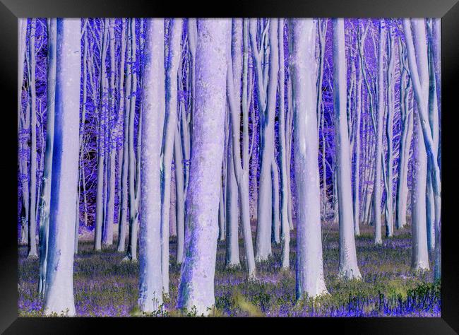 Trees catching the early morning sunlight digitally manipulated  Framed Print by Rory Hailes