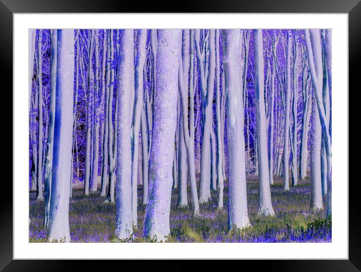 Trees catching the early morning sunlight digitally manipulated  Framed Mounted Print by Rory Hailes