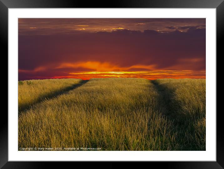 Footpaths through the grass Framed Mounted Print by Rory Hailes
