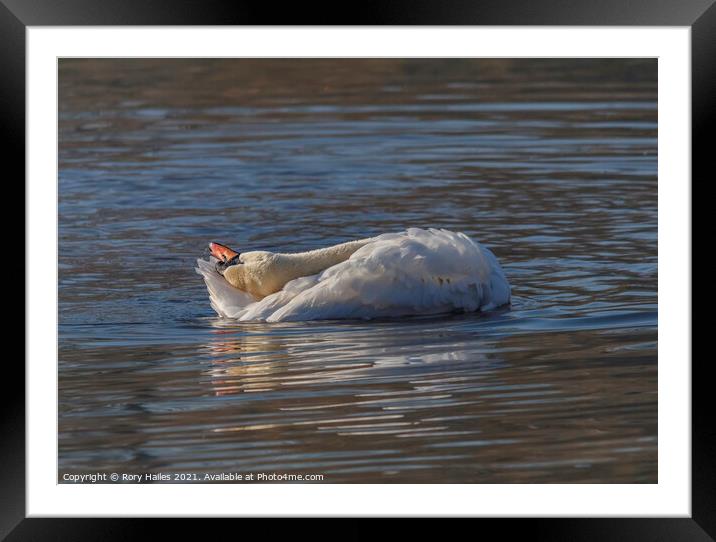 Swan relaxing Framed Mounted Print by Rory Hailes