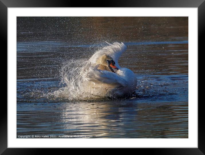 Swan having a splash Framed Mounted Print by Rory Hailes