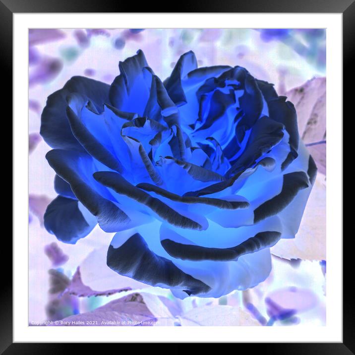 Blue Rose Framed Mounted Print by Rory Hailes