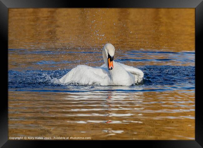 Swan having splash Framed Print by Rory Hailes