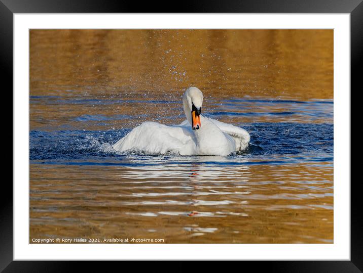 Swan having splash Framed Mounted Print by Rory Hailes