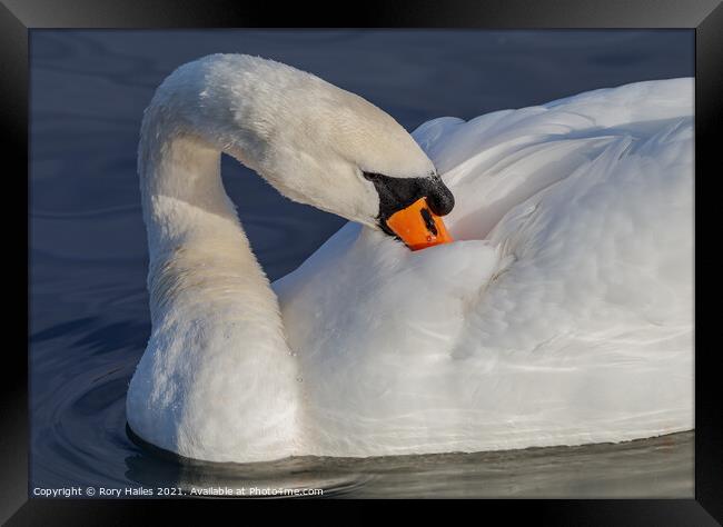 Swan cleaning its feathers Framed Print by Rory Hailes