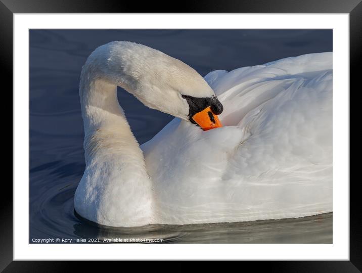 Swan cleaning its feathers Framed Mounted Print by Rory Hailes