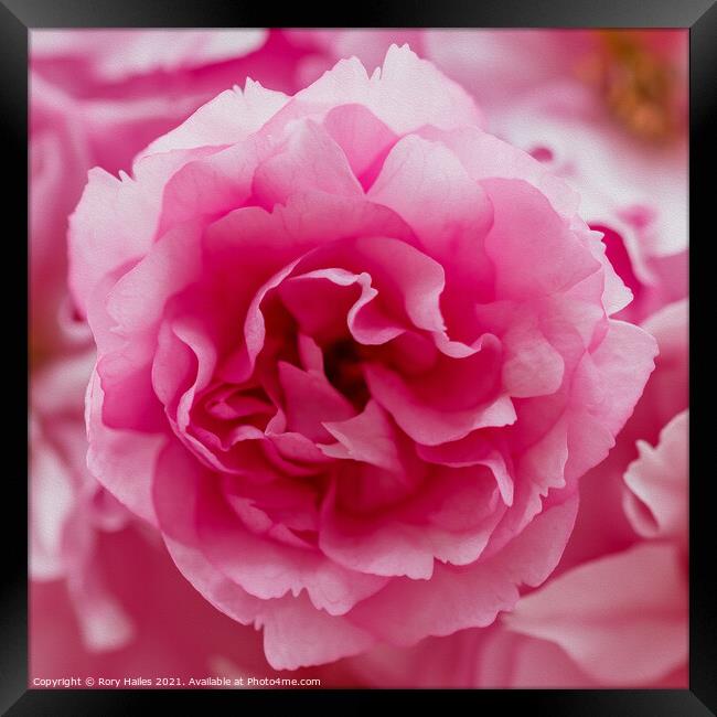 Pink flower Framed Print by Rory Hailes