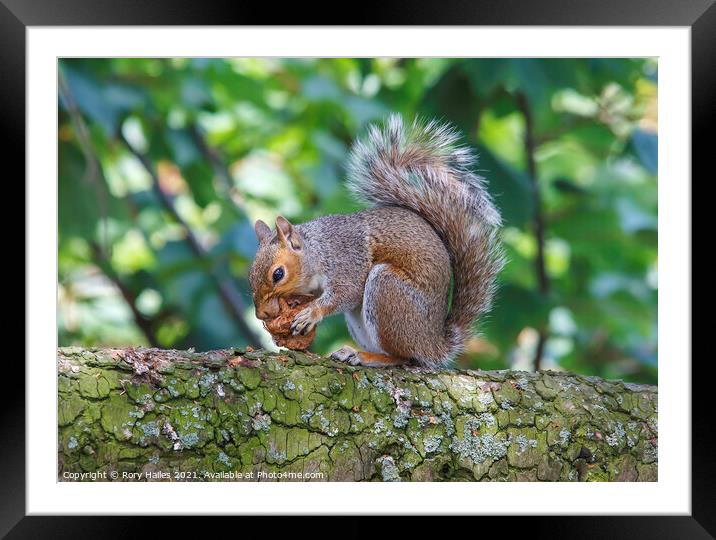 Squirrel Framed Mounted Print by Rory Hailes
