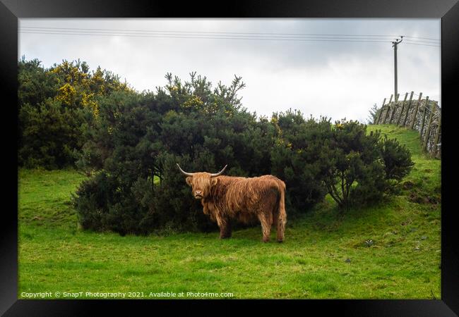 A highland cow sheltering from the wind behind a gorse bush in a green field Framed Print by SnapT Photography