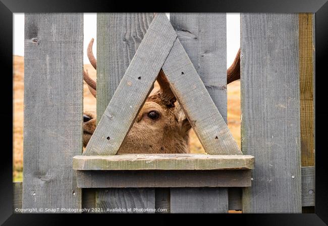 A red deer stag looking through a wooden fence at the Galloway Red Deer Range Framed Print by SnapT Photography