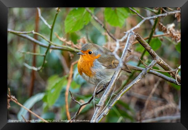European robin red breast bird sitting perched in a tree in a woodland Framed Print by SnapT Photography
