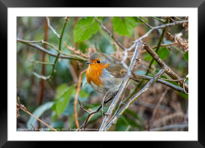 European robin red breast bird sitting perched in a tree in a woodland Framed Mounted Print by SnapT Photography