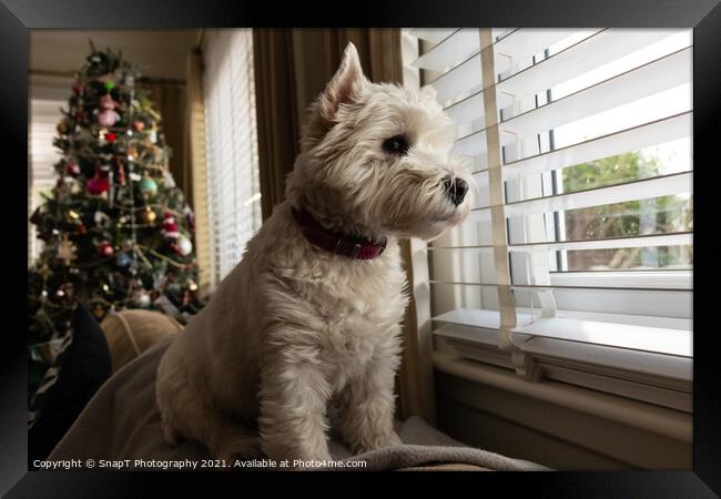 A white west highland terrier dog looking out of a window with a christmas tree Framed Print by SnapT Photography