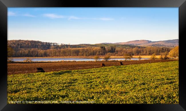 Cows feeding on kale along the fence line at Kirkcudbright Bay Framed Print by SnapT Photography