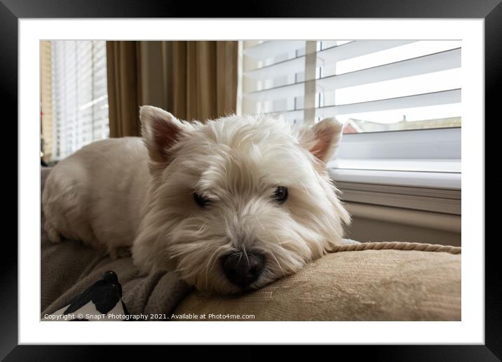 A west highland terrier dog lying on top of a sofa or couch beside a window Framed Mounted Print by SnapT Photography