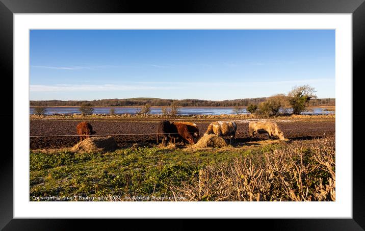 Cows feeding on hay in a field next to the Dee estuary at Kirkcudbright Bay Framed Mounted Print by SnapT Photography