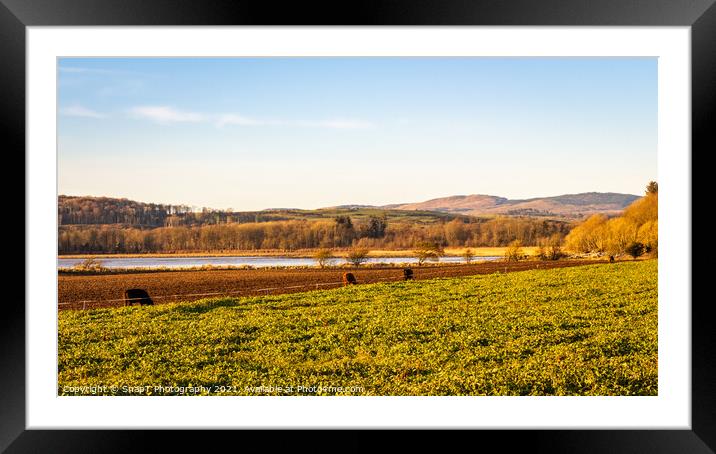 Cows feeding on kale along the fence line at Kirkcudbright Bay Framed Mounted Print by SnapT Photography